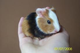 images (4)